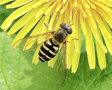 hover-fly